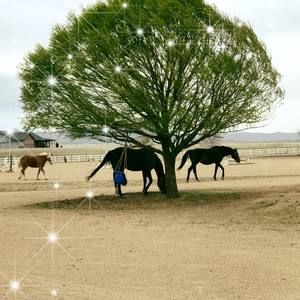Meet your Posher, Robin